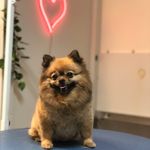 کلینیک دامپزشکی تریتامیرداماد