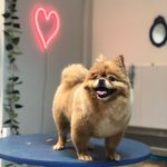 کلینیک دامپزشکی تریتامیرداماد