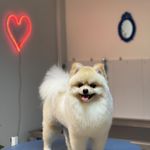 کلینیک دامپزشکی تریتامیرداماد