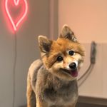 کلینیک دامپزشکی تریتامیرداماد