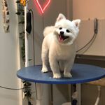 کلینیک دامپزشکی تریتامیرداماد