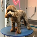 کلینیک دامپزشکی تریتامیرداماد