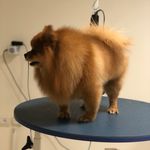 کلینیک دامپزشکی تریتامیرداماد