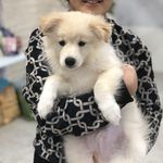 کلینیک دامپزشکی و پت شاپ شوکا آمل