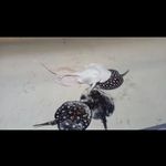 آکواریوم رویای زیر آب (قلهک)