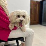 پلی کلینیک دامپزشکی پت پلاس