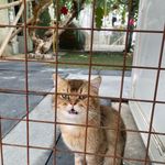 پانسیون و آرایش دامپزشکی پت هاب