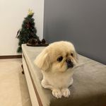 اصلاح و شستشوی حیوانات هانا