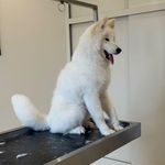 اصلاح و شستشوی حیوانات هانا