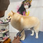 کلینیک دامپزشکی تریتامیرداماد