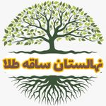 نهالستان ساقه طلا