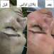 کلینیک پوست مو زیبایی و لیزر کهربا