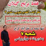 برنج شالیزار یونسی