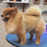 آرایشگاه حیوانات خانگی  فرامرز