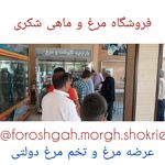 فروشگاه مرغ و ماهی شکری