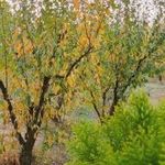 املاک باغ ویلا