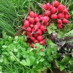 سبزی سرای میزبان