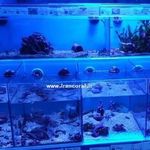 فروشگاه ایران کورال