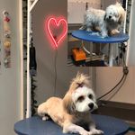 کلینیک دامپزشکی تریتامیرداماد