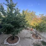 اجاره ویلا استخر روباز پردیس (کرشت)