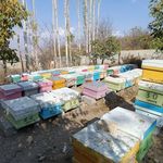 فروشگاه ارگانیک مینودر