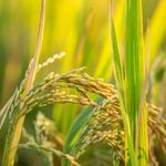 برنج فریدونکنار