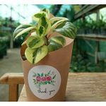 گلخانه و باغ بهار و گل