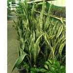 گلخانه و باغ بهار و گل