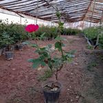 گل و گیاه جعفری