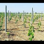 پایه فنس بتنی احمدی