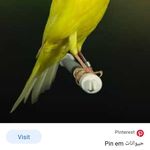 پرنده فروشی سید مهدی