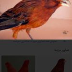 پرنده فروشی سید مهدی