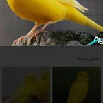 پرنده فروشی سید مهدی