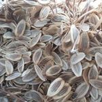 انغوزه آذری