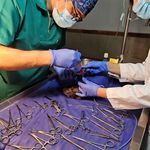 کلینیک دامپزشکی پوست و  چشم دکتر دبیری