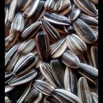 خشکبار اسفندیاری