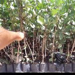 فروش نهال پسته اقای زارع