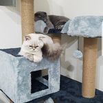 پانسیون خانگی گربه