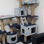 پانسیون خانگی گربه