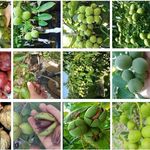 نهال فروشی مرندی