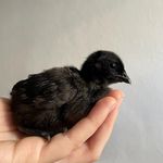 شرکت دایا تجارت طیور