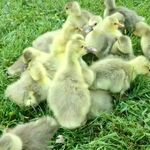 شرکت دایا تجارت طیور