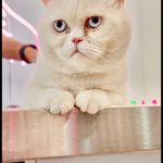کلینیک دامپزشکی رد کارپت