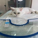 کلینیک دامپزشکی رد کارپت