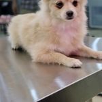 کلینیک دامپزشکی رد کارپت