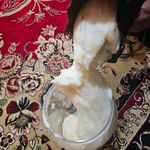 انواع روغن گوسفندی عشایری اعتماد