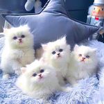 فروش گربه خانگی هایپرکت ایران، پت شاپ