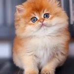 فروش گربه خانگی هایپرکت ایران، پت شاپ