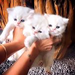 فروش گربه خانگی هایپرکت ایران، پت شاپ