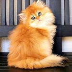 فروش گربه خانگی هایپرکت ایران، پت شاپ